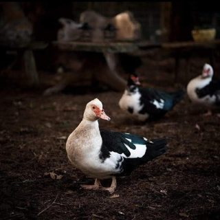 unnamedbird