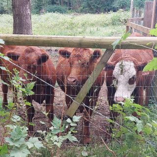 unnamedcows